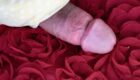 Rosas para esa damas fogosas del mundo